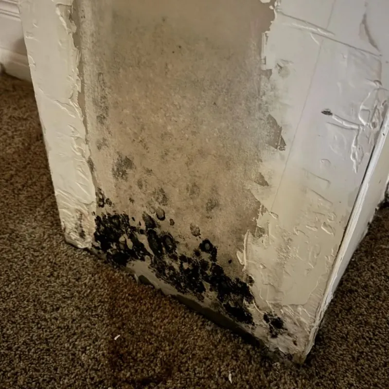 Professional Mold Removal in Mandan, ND